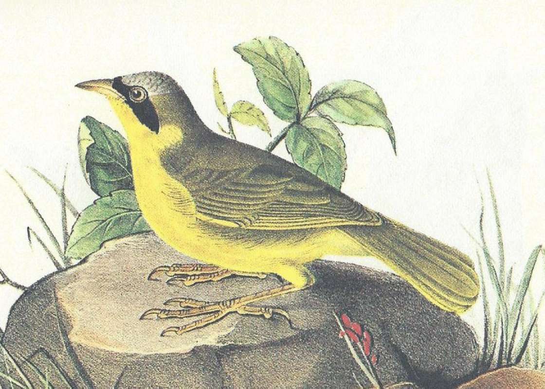 Close View of Male<br>(Origin of the Specimen: Audubon Painting)
