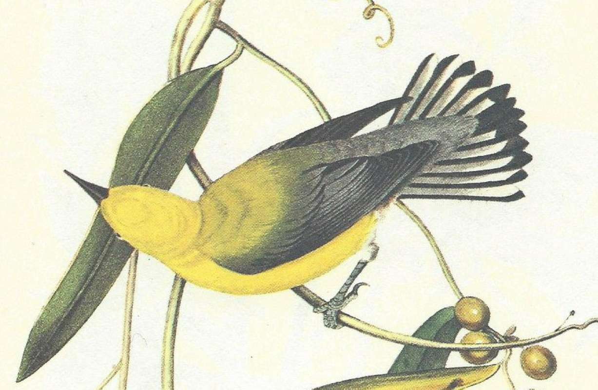Male - Closer View<br>(Origin of the Specimen: Audubon Painting)