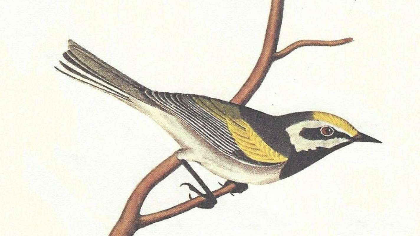 Male - Clsoe View<br>(Origin of the Specimen: Audubon Painting)