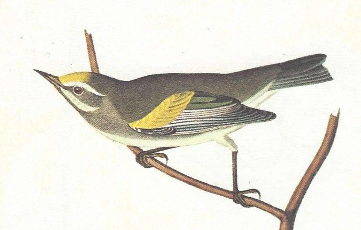 Female - Close View<br>(Origin of the Specimen: Audubon Painting)
