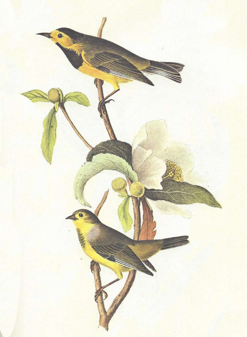 Pair on Gardenia<br>(Origin of the Specimen: Audubon Painting)