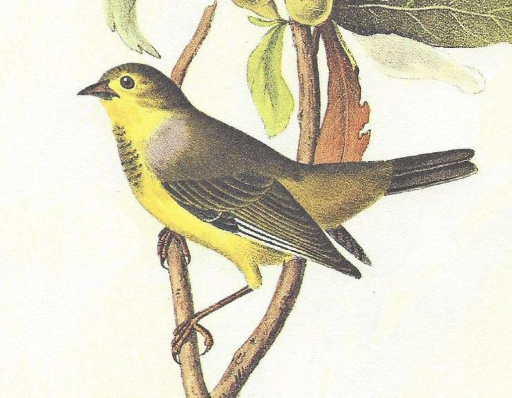 Female - Close View<br>(Origin of the Specimen: Audubon Painting)