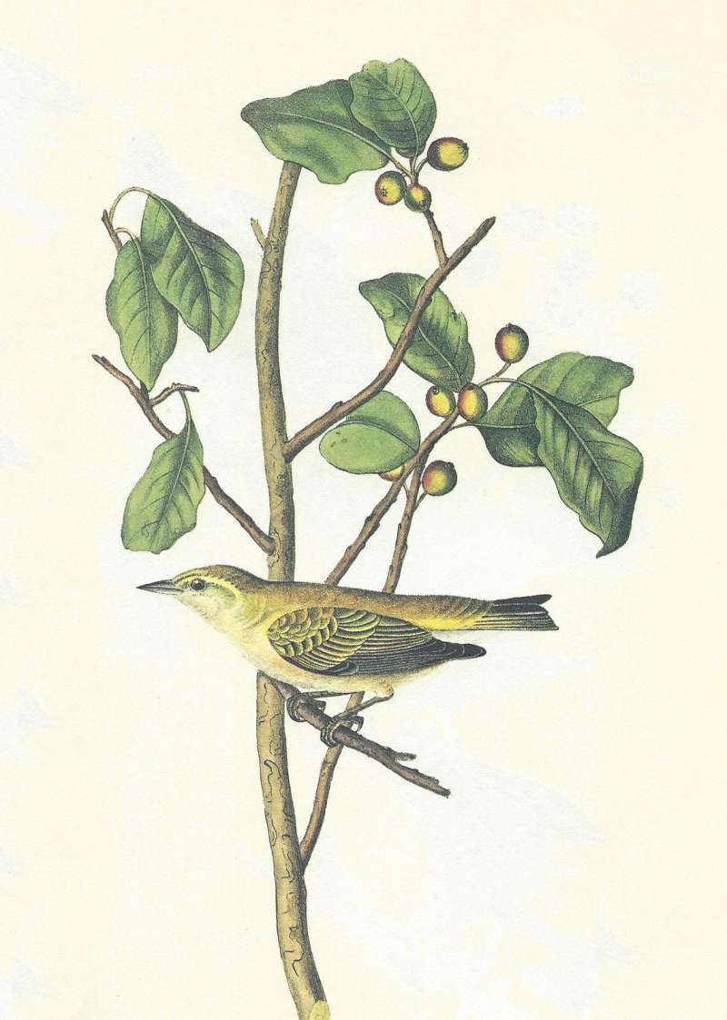 Male on Twig<br>(Origin of the Specimen: Audubon Painting)