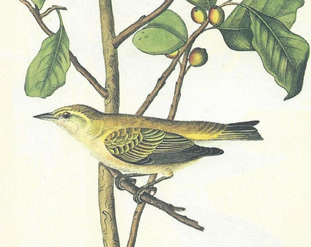 Closer View of Male<br>(Origin of the Specimen: Audubon Painting)