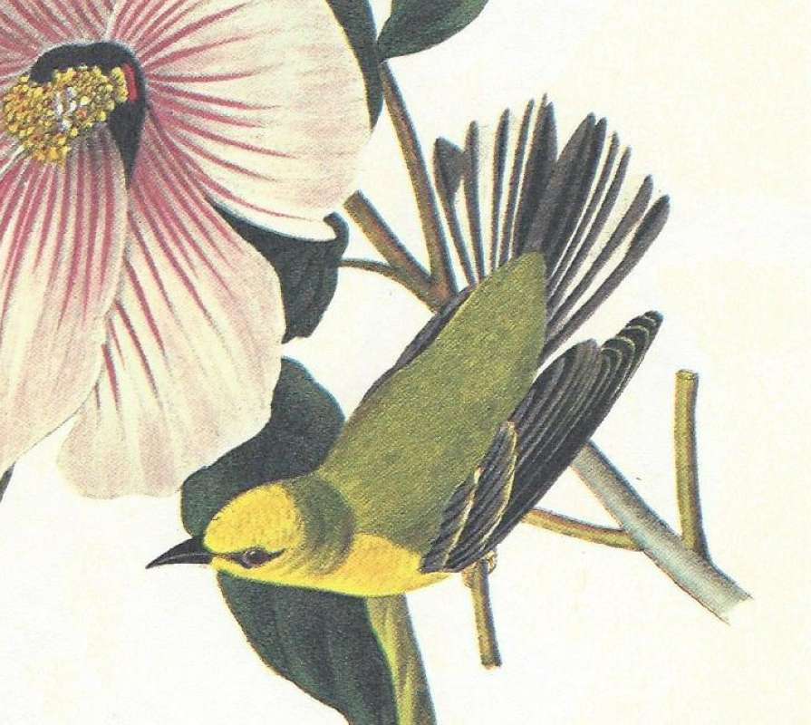 Male - Closer View<br>(Origin of the Specimen: Audubon Painting)