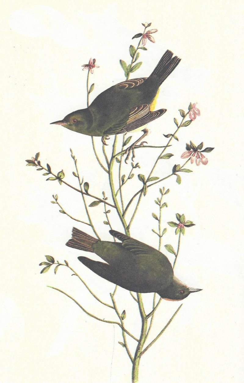 Pair - Male Below<br>(Origin of the Specimen: Audubon Painting)