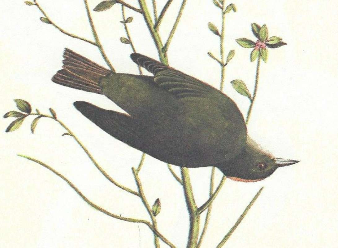 Male - Close View<br>(Origin of the Specimen: Audubon Painting)