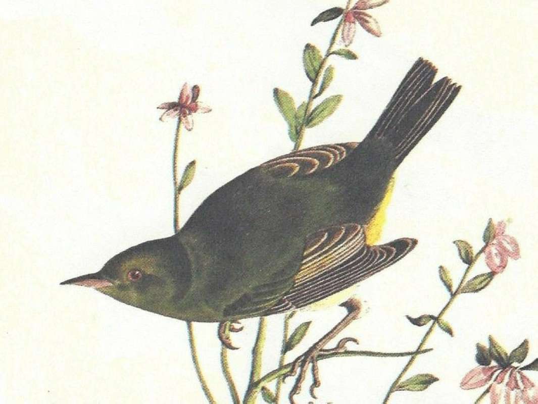 Female - Close View<br>(Origin of the Specimen: Audubon Painting)