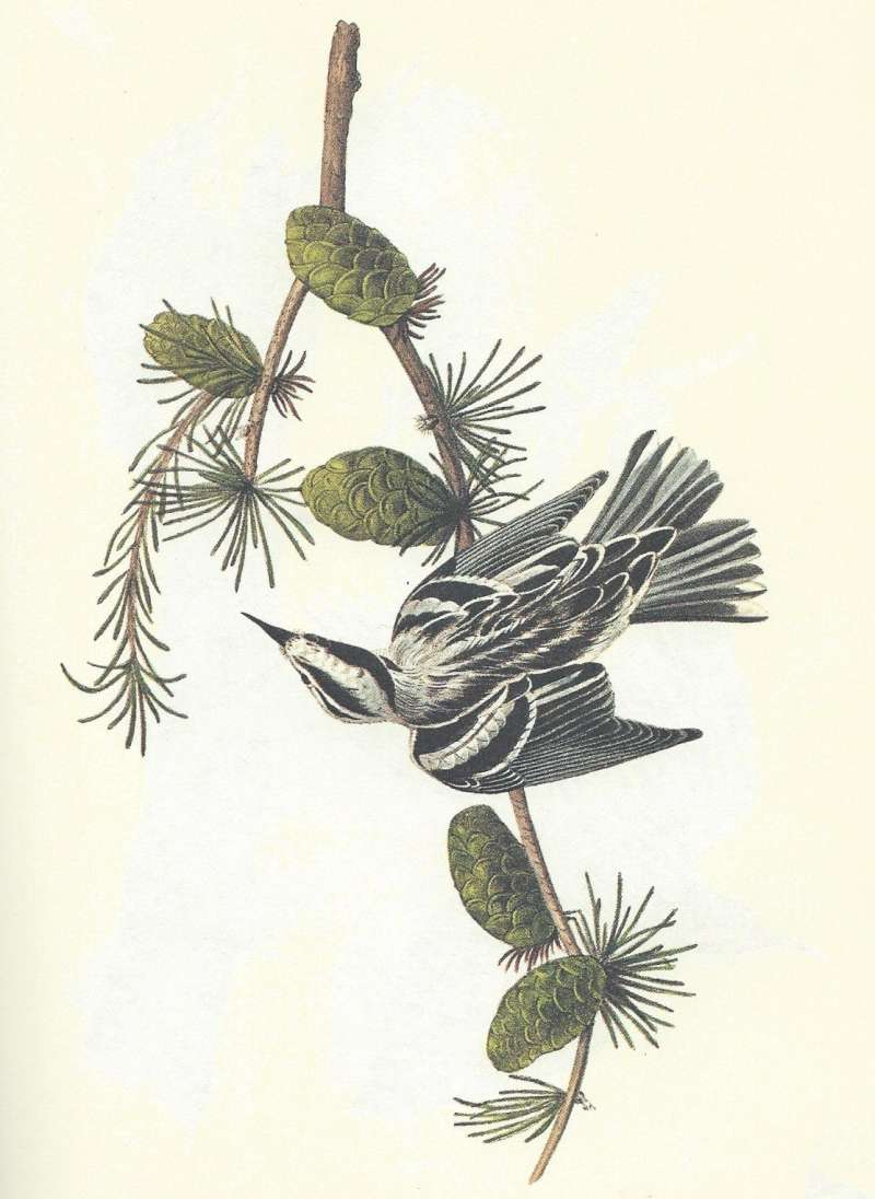 Male<br>(Origin of the Specimen: Audubon Painting)