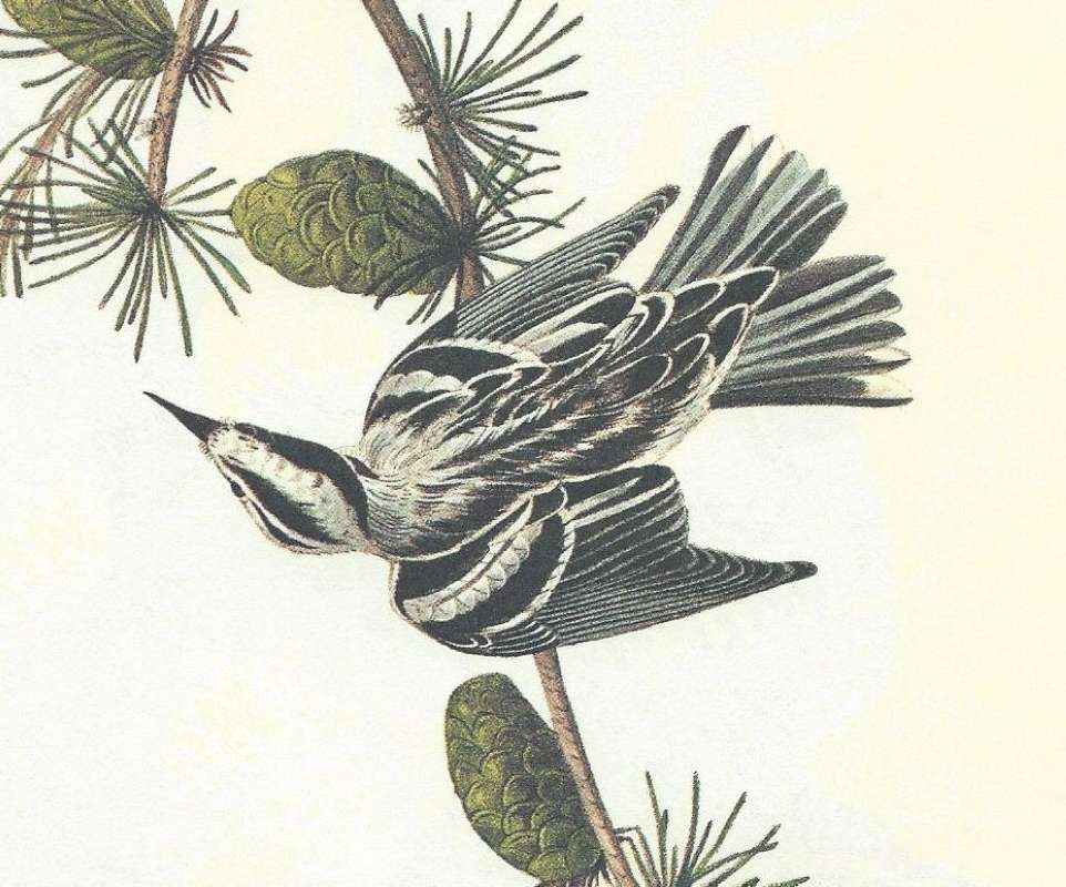 Close View of Male<br>(Origin of the Specimen: Audubon Painting)