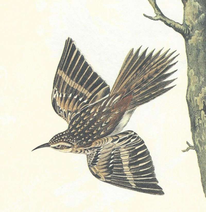 Female on Limb - Close View<br>(Origin of the Specimen: Audubon Painting)