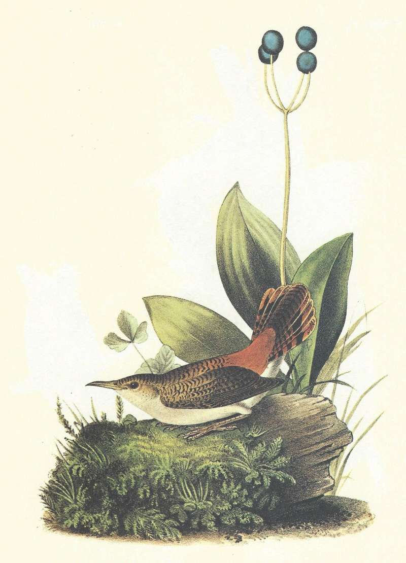 Female on Log<br>(Origin of the Specimen: Audubon Painting)