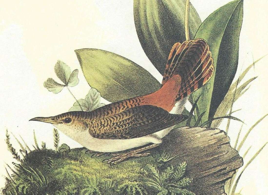 Close View of Female<br>(Origin of the Specimen: Audubon Painting)