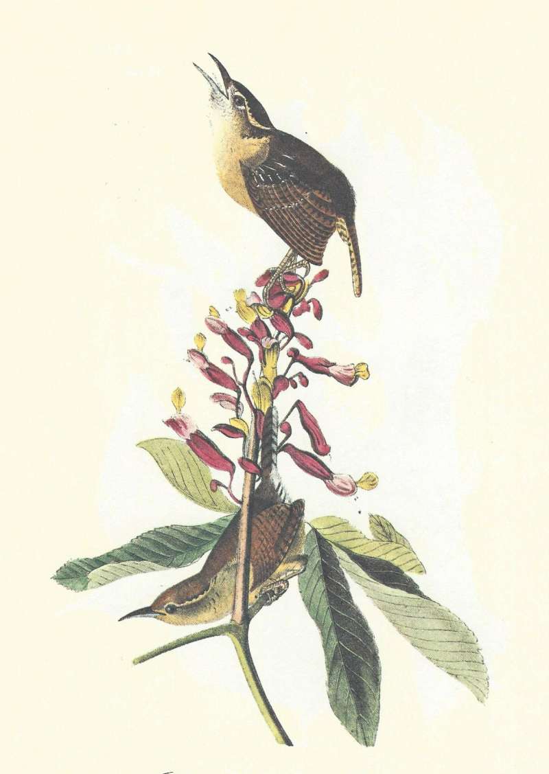 Male Above and Female Below<br>(Origin of the Specimen: Audubon Painting)