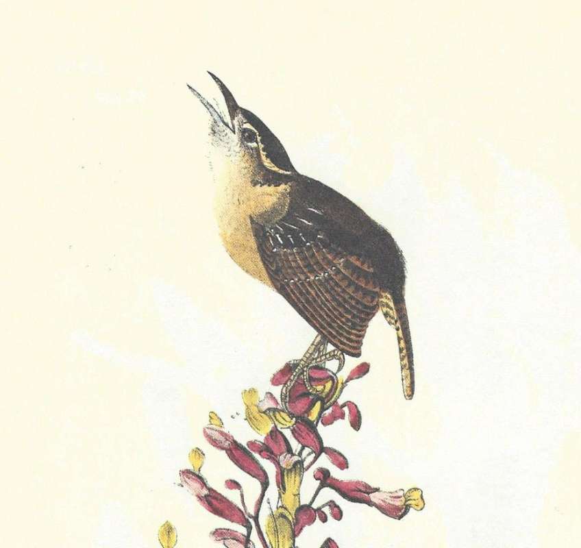 Male - Closer View<br>(Origin of the Specimen: Audubon Painting)