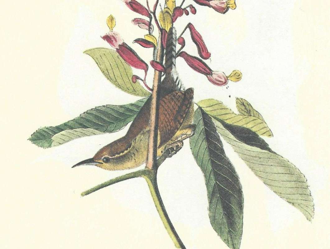 Female - Closer View<br>(Origin of the Specimen: Audubon Painting)