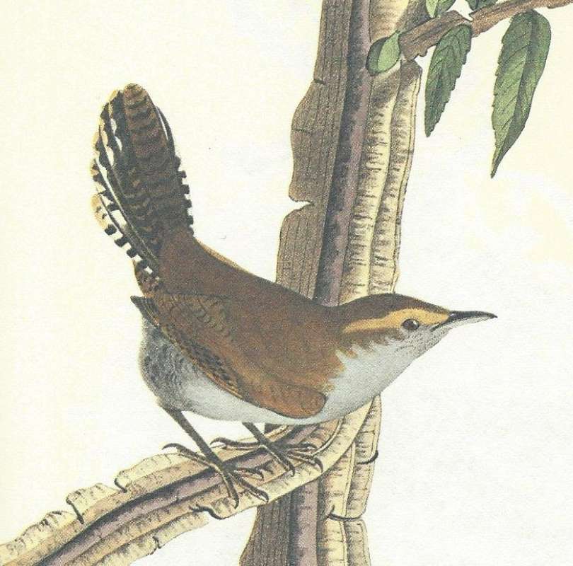 Male - Closer View<br>(Origin of the Specimen: Audubon Panting)