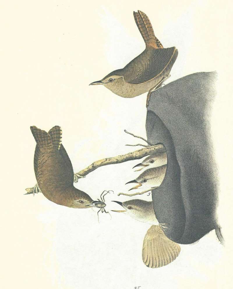 Male on Top of Nest, Female Feeding Young<br>(Origin of the Specimen: Audubon Painting)