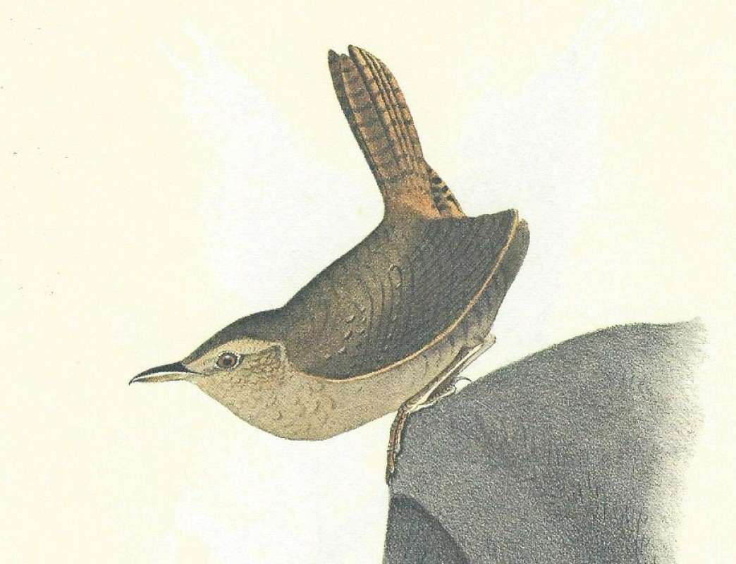 Closer View of Male<br>(Origin of the Specimen: Audubon Painting)