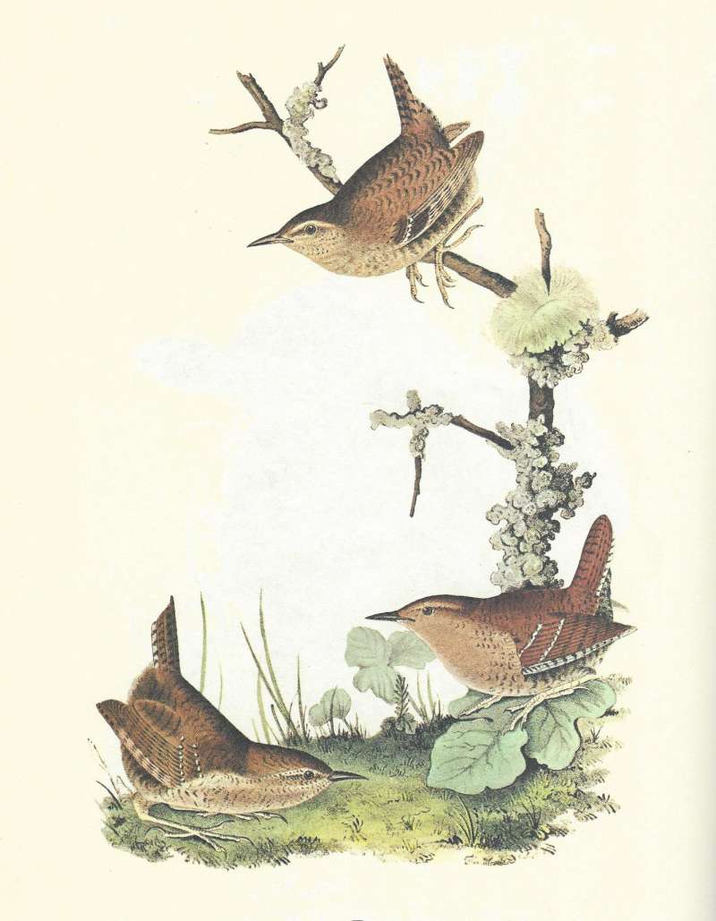 Three Examples, Various posaes<br>(Origin of the Specimen: Audubon Painting)