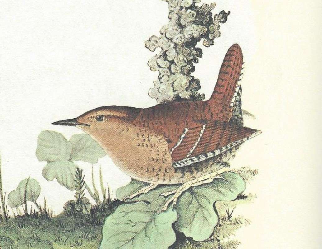 Close View of Male<br>(Origin of the Specimen: Audubon Painting)
