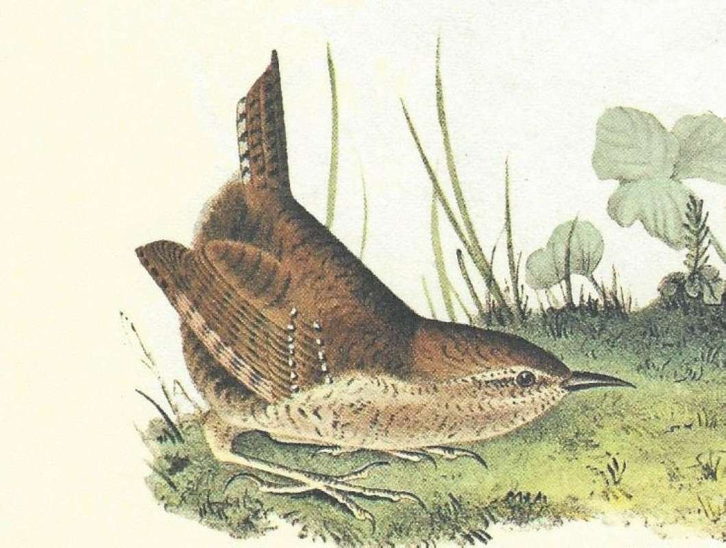 Close Viw of Female<br>(Origin of the Specimen: Audubon Painting)
