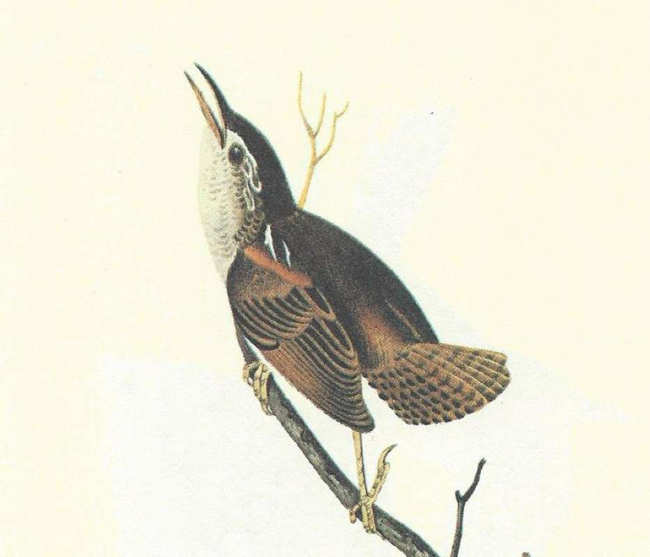 Male on  Upper Branch<br>(Origin of the Specimen: Audubon Painting)