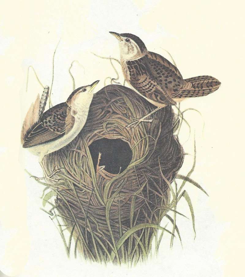 Pair on Nest, Male on Top<br>(Origin of the Specimen: Audubon Painting)