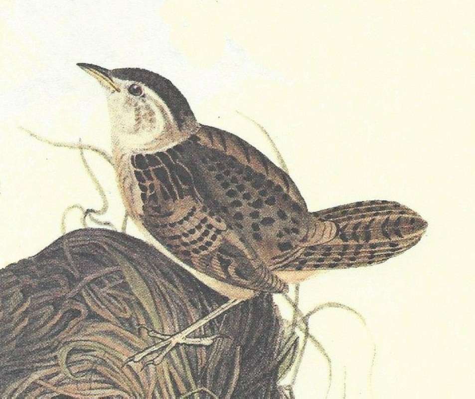 Male - Close View<br>(Origin of the Specimen: Audubon Painting)