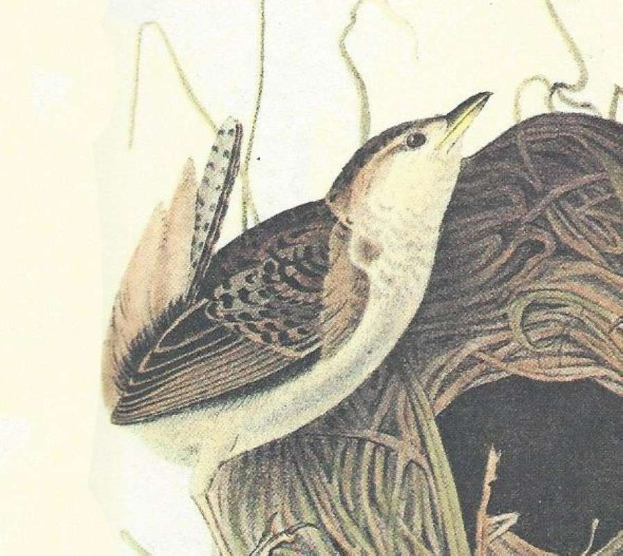 Female - Close View<br>(Origin of the Specimen: Audubon Painting)