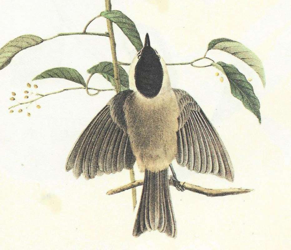 Female - Close View<br>(Origin of the Specimen: Audubon Painting)