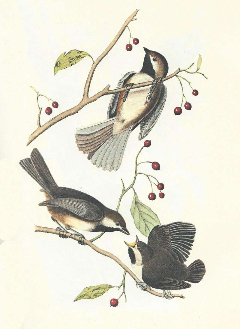 Three Examples - Male Top, Female Middle - Young<br>(Origin of the Specimen: Audubon Painting)