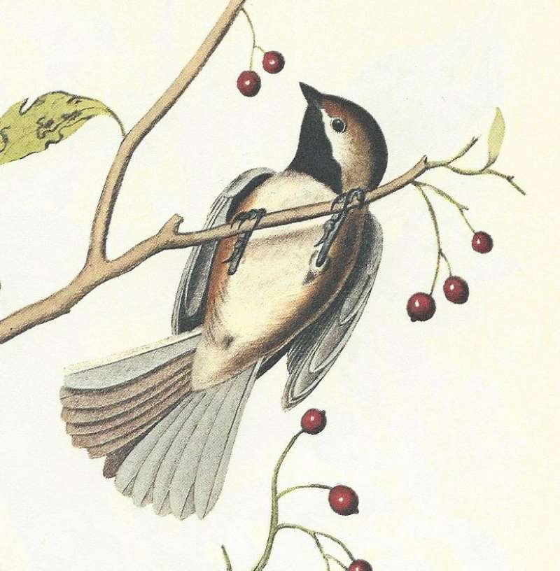 Male - Close View<br>(Origin of the Specimen: Audubon Painting)