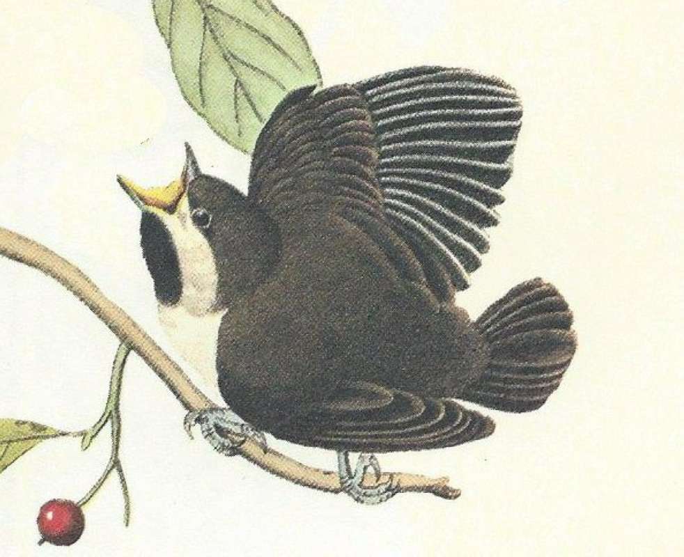 Young - Close View<br>(Origin of the Specimen: Audubon Painting)