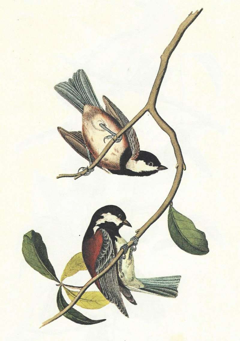 Pair - Male Below<br>(Origin of the Specimen: Audubon Painting)