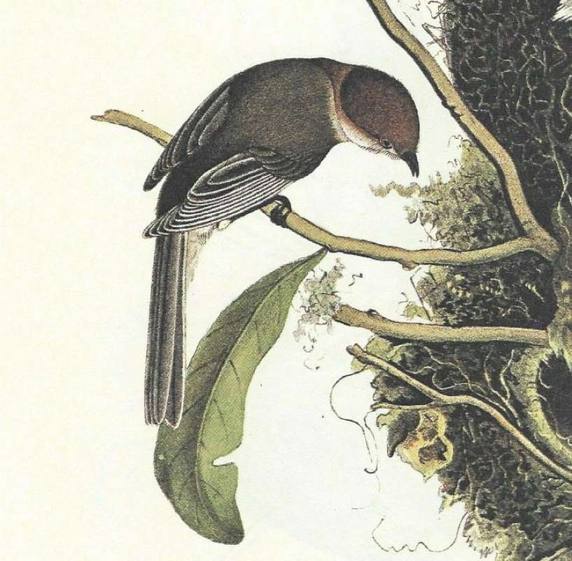 Close  View of Male<br>(Origin of the Specimen: Audubon Painting)