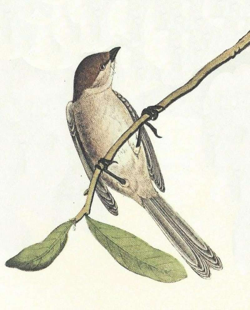 Close View of Female<br>(Origin of the Specimen: Audubon Painting)