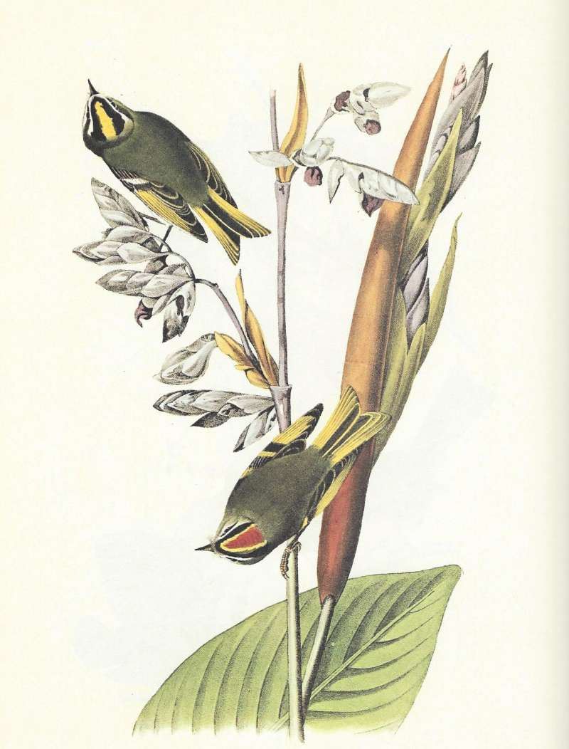Female abaove and Male Below<br>(Origin of the Specimen: Audubon Painting)