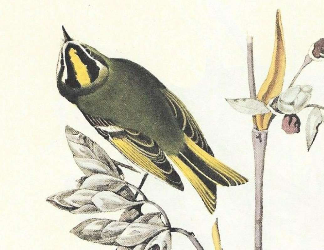 Closer View of Female<br>(Origin of the Specimen: Audubon Painting)