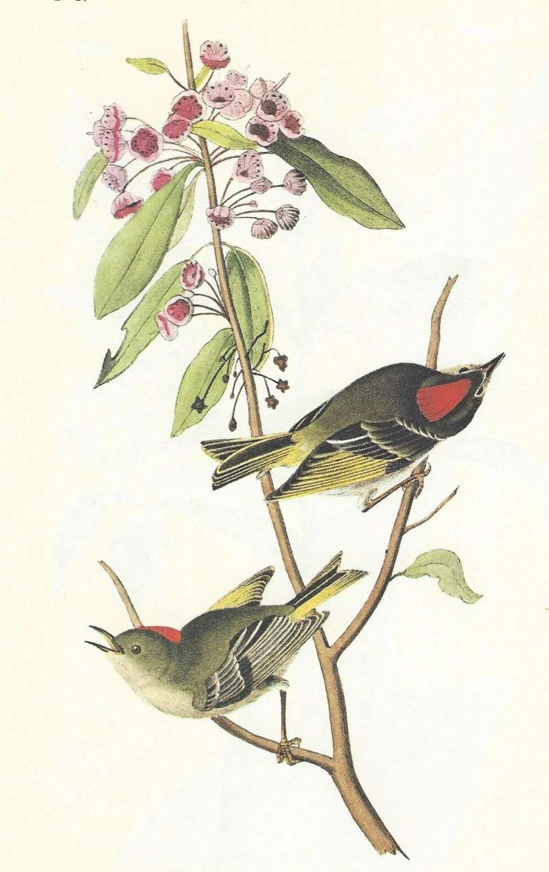 Pair with male above on Kalmia.<br>(Origin of the Specimen: Audubon Painting)