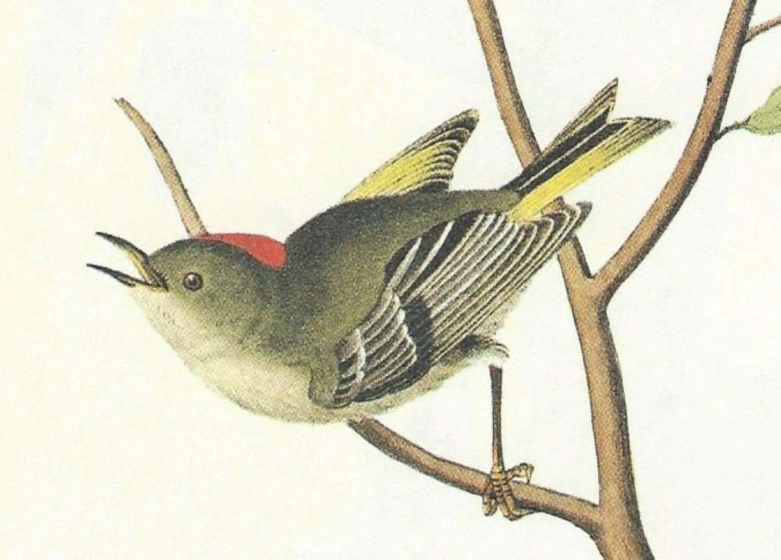 Closer view of female<br>(Origin of the Specimen: Audubon Painting)