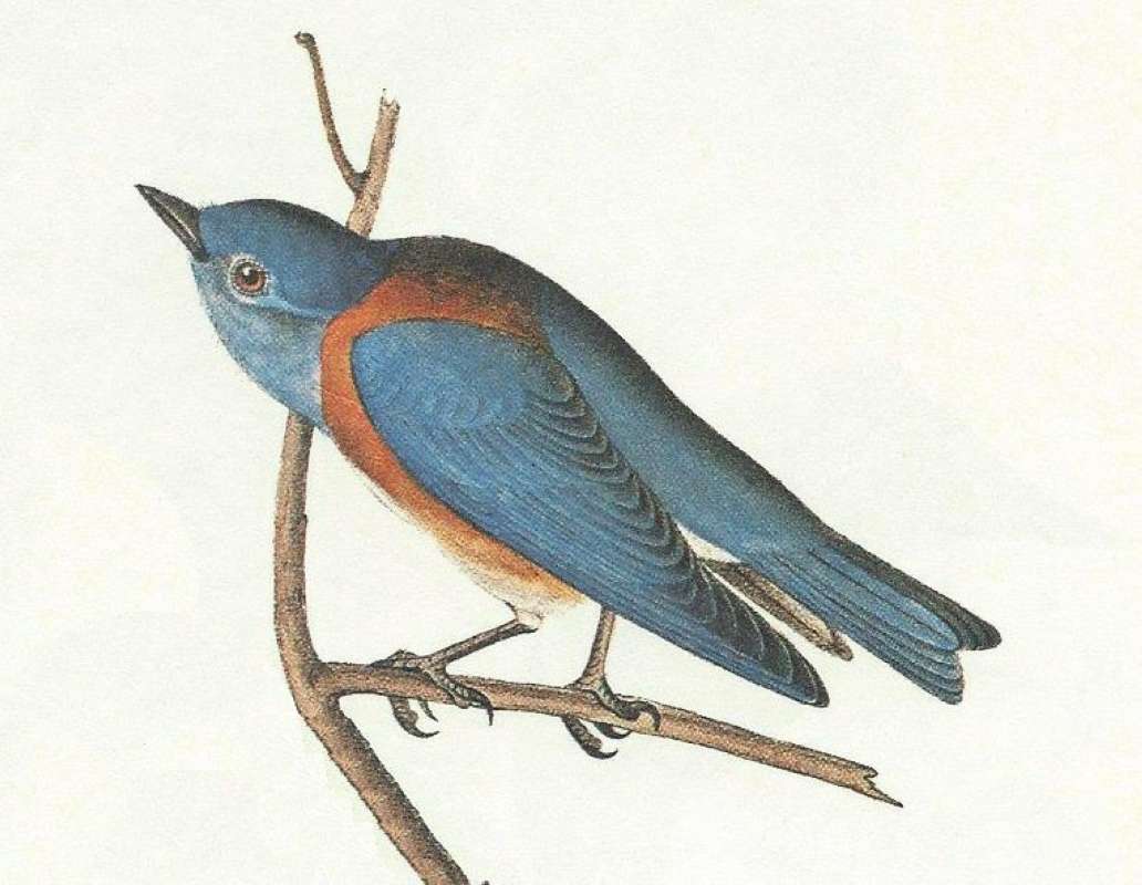 Closer View of Male<br>(Origin of the Specimen: Audubon Painting)