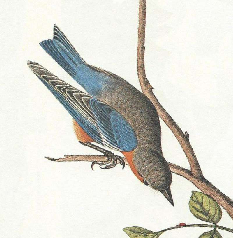 Closer View of Female<br>(Origin of the Specimen: Audubon Painting)