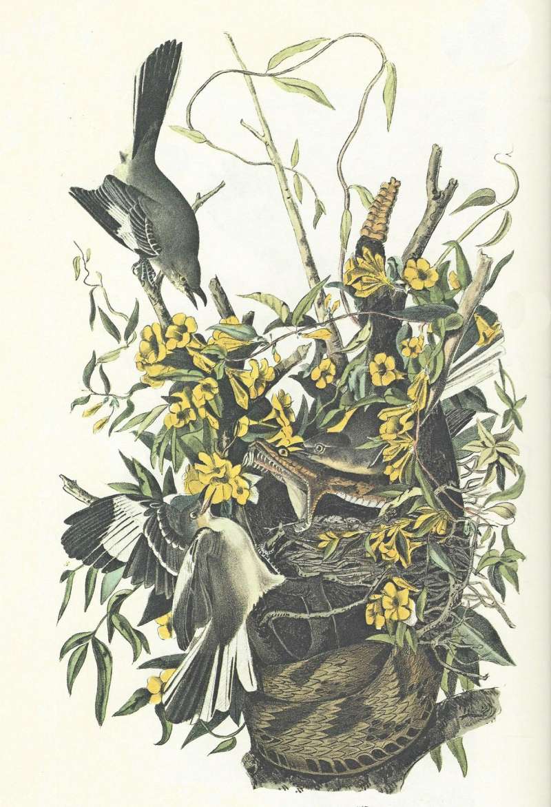 Two Males: Lett,   Female: Center, Rattler: Center<br>(Origin of the Specimen: Audubon Painting)