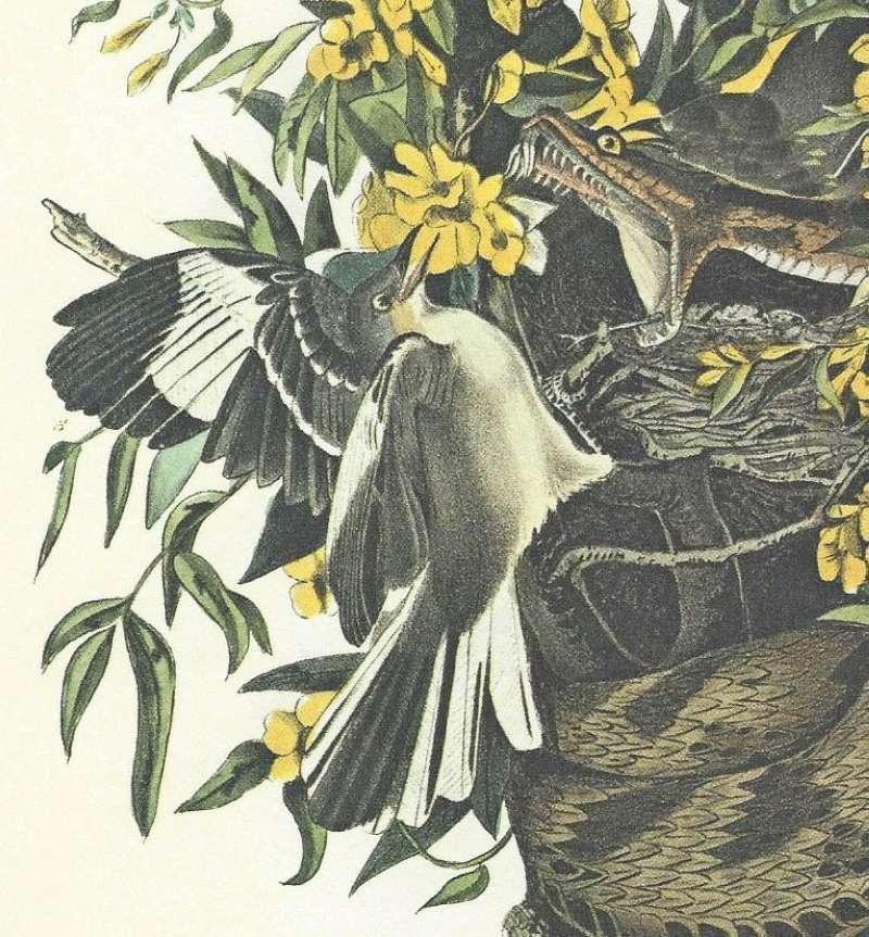 Male - Wings Spread<br>(Origin of the Specimen: Audubon Painting)