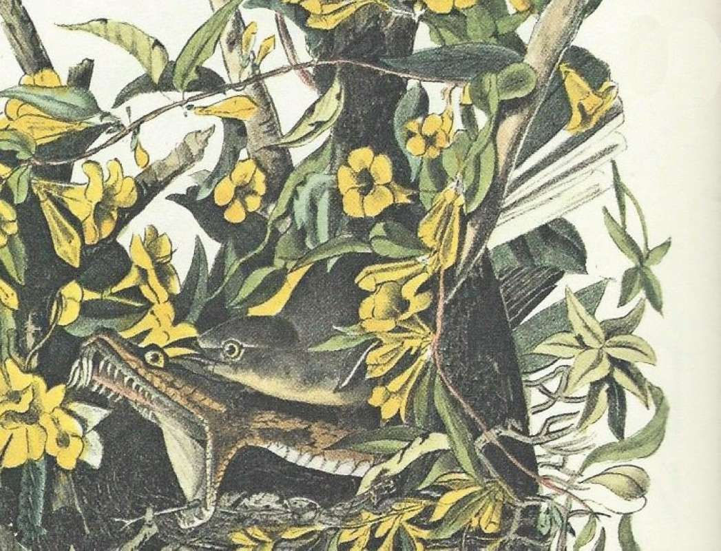 Female - Hidden in Center<br>(Origin of the Specimen: Audubon Painting)