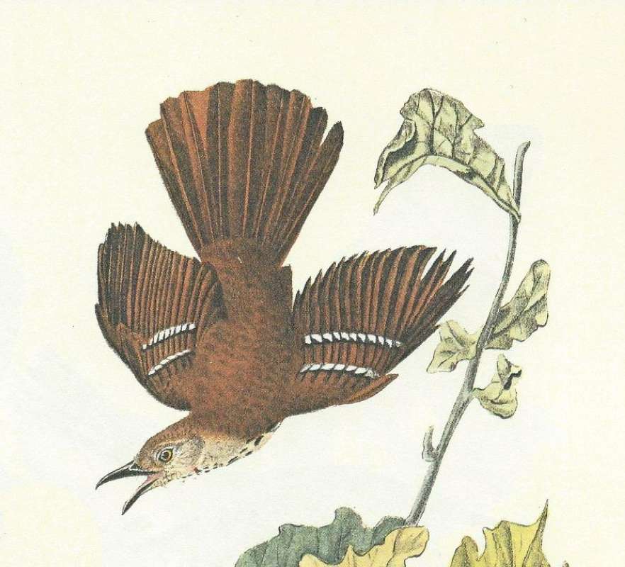 Close View of Dorsal Side Male in Flight<br>(Origin of the Specimen: Audubon Painting)