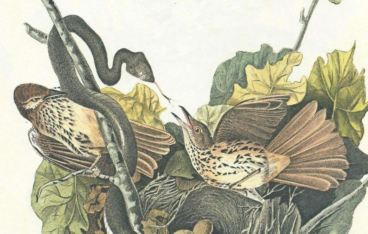 Two Males Fighting Snake<br>(Origin of the Specimen: Audubon Painting)