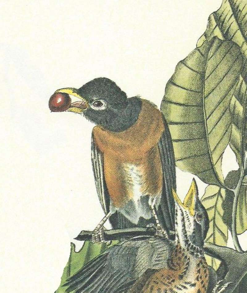 Female - With Fruit<br>(Origin of the Specimen: Audubon Painting)