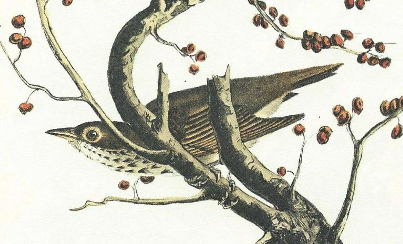 Female - Clsoe View<br>(Origin of the Specimen: Audubon Painting)